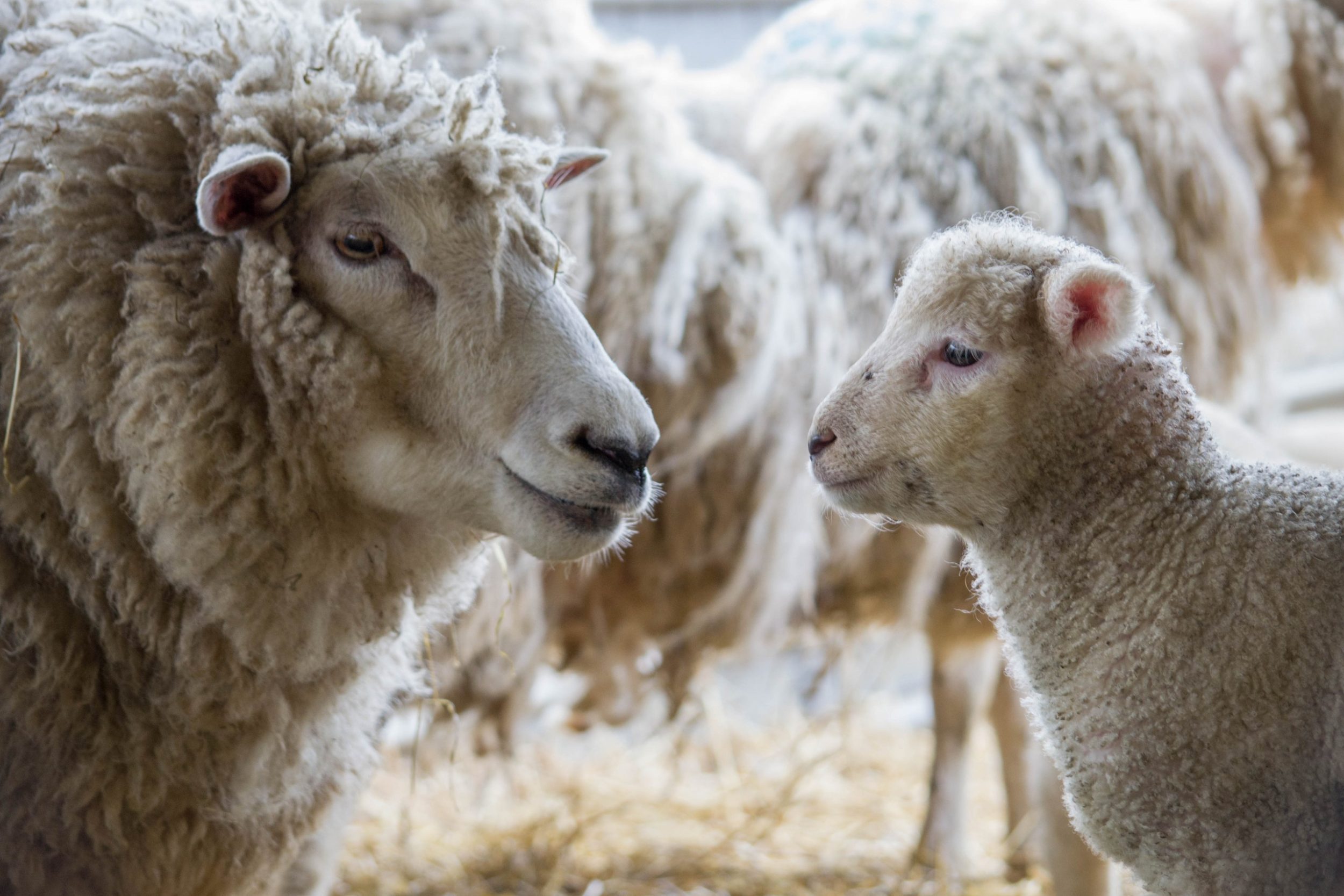 Cotswold Farm Park