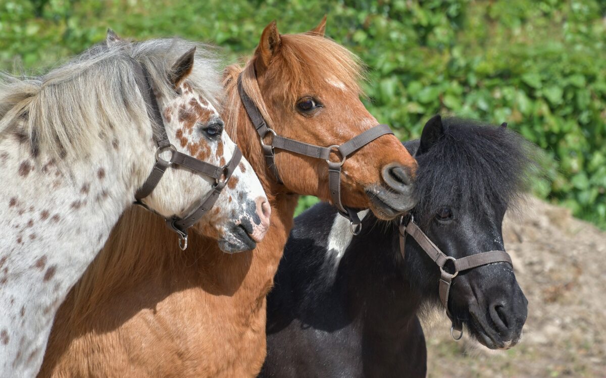 Cattle Country Farm Park