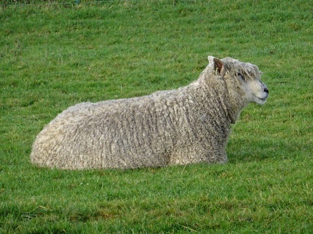 Cotswold Lion - wool