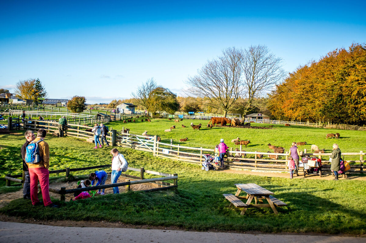 Cotswold Farm Park Wildlife Gardens Experiences cotswold-farm-park-wildlife-gardens-experiences