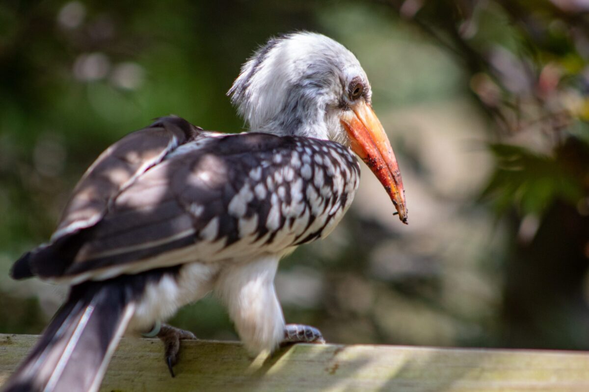 Birdland