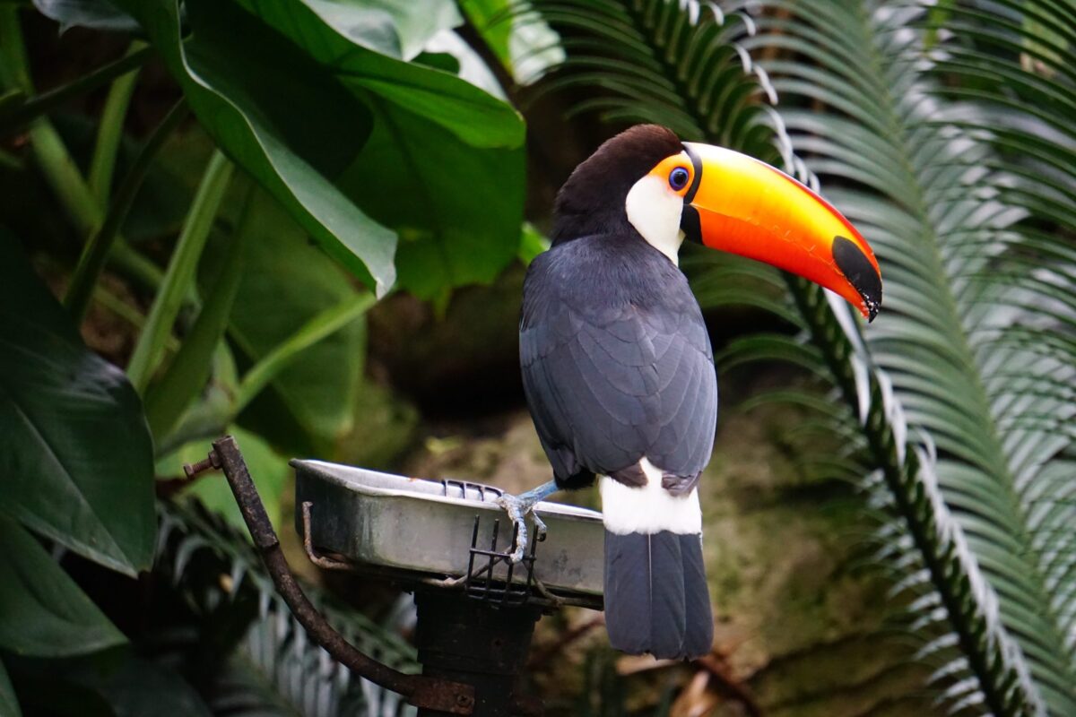 Birdland
