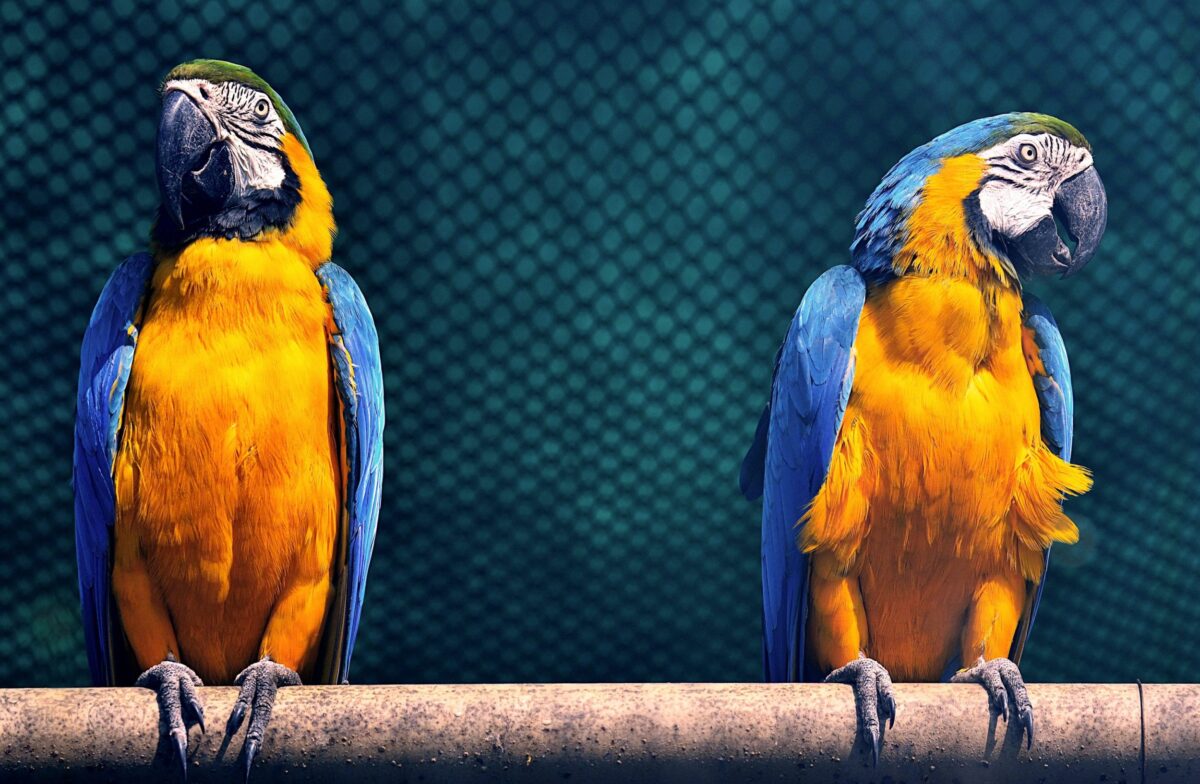 Birdland