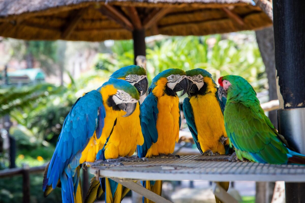 Birdland