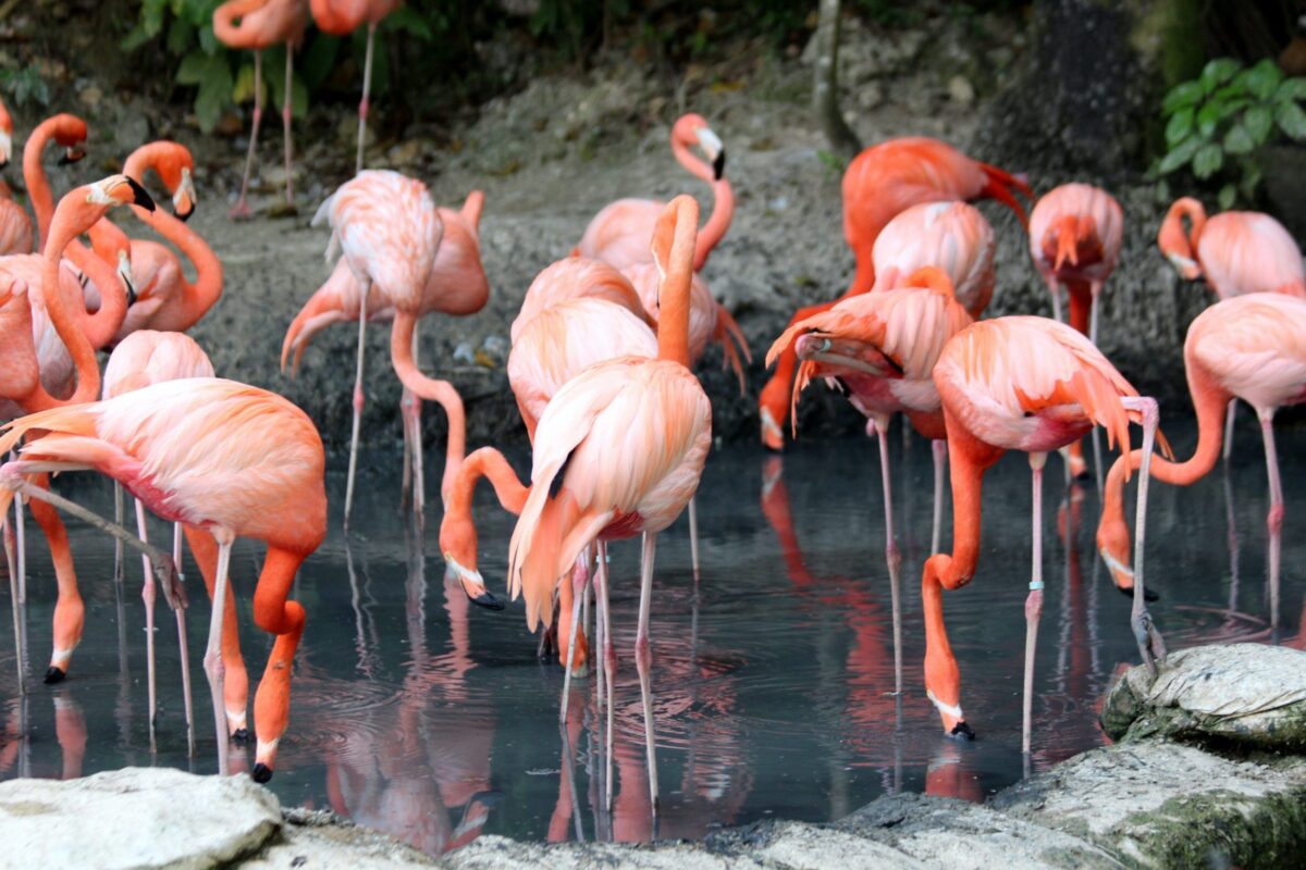 Birdland
