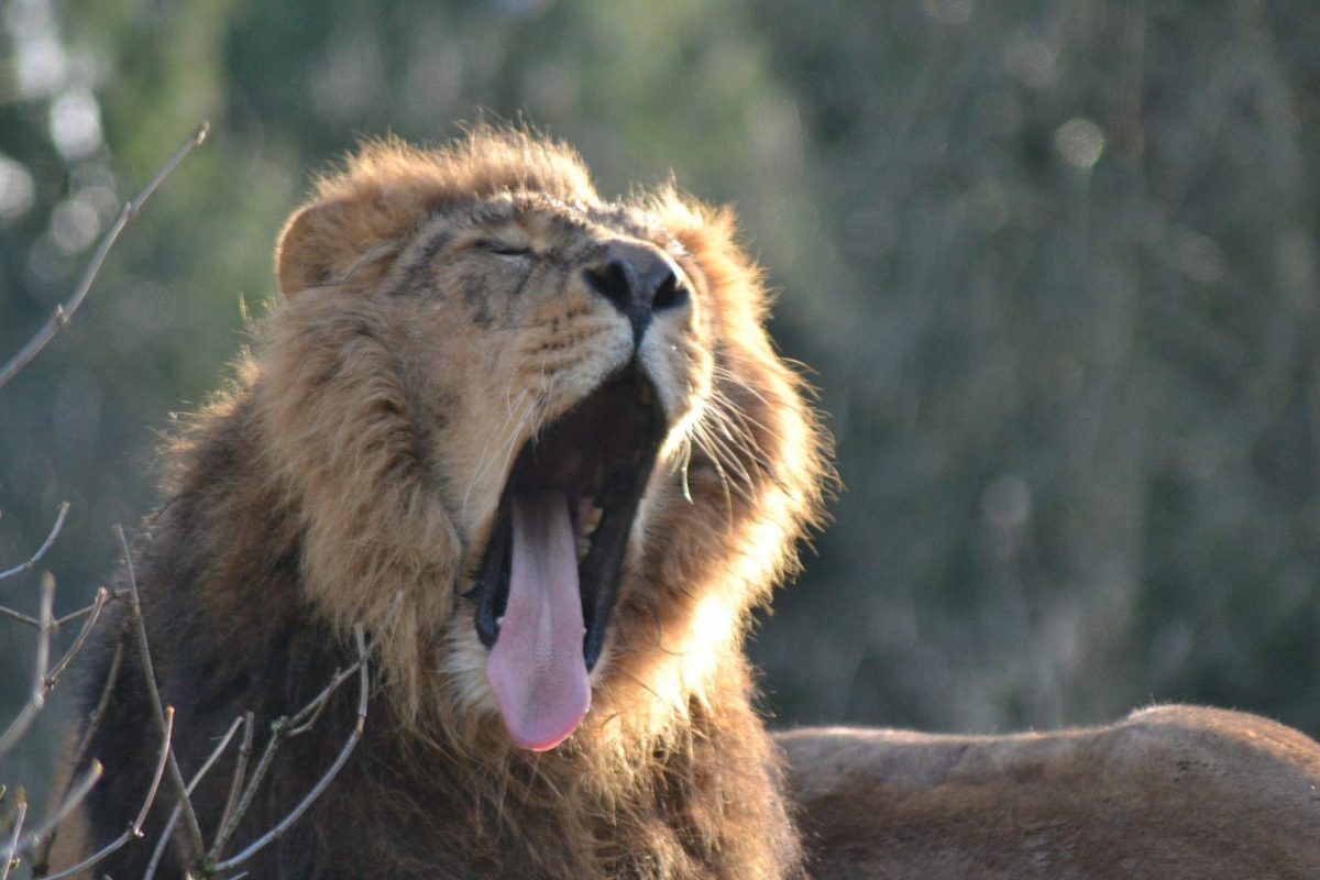 Lion, Cotswold Wildlife Park