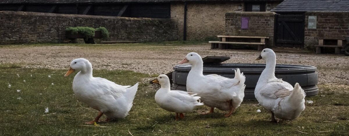 Cogges Manor Farm