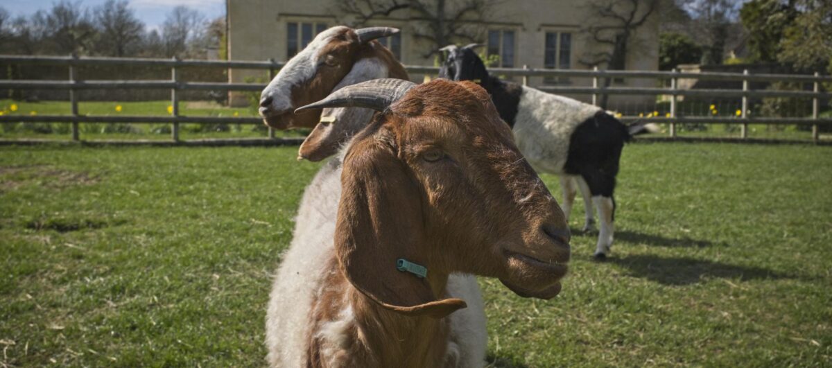 Cogges Manor Farm