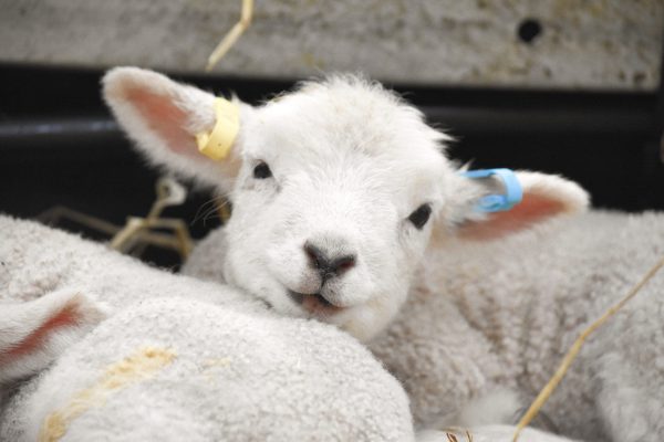 Easter Lambing at Cotswold Farm Park