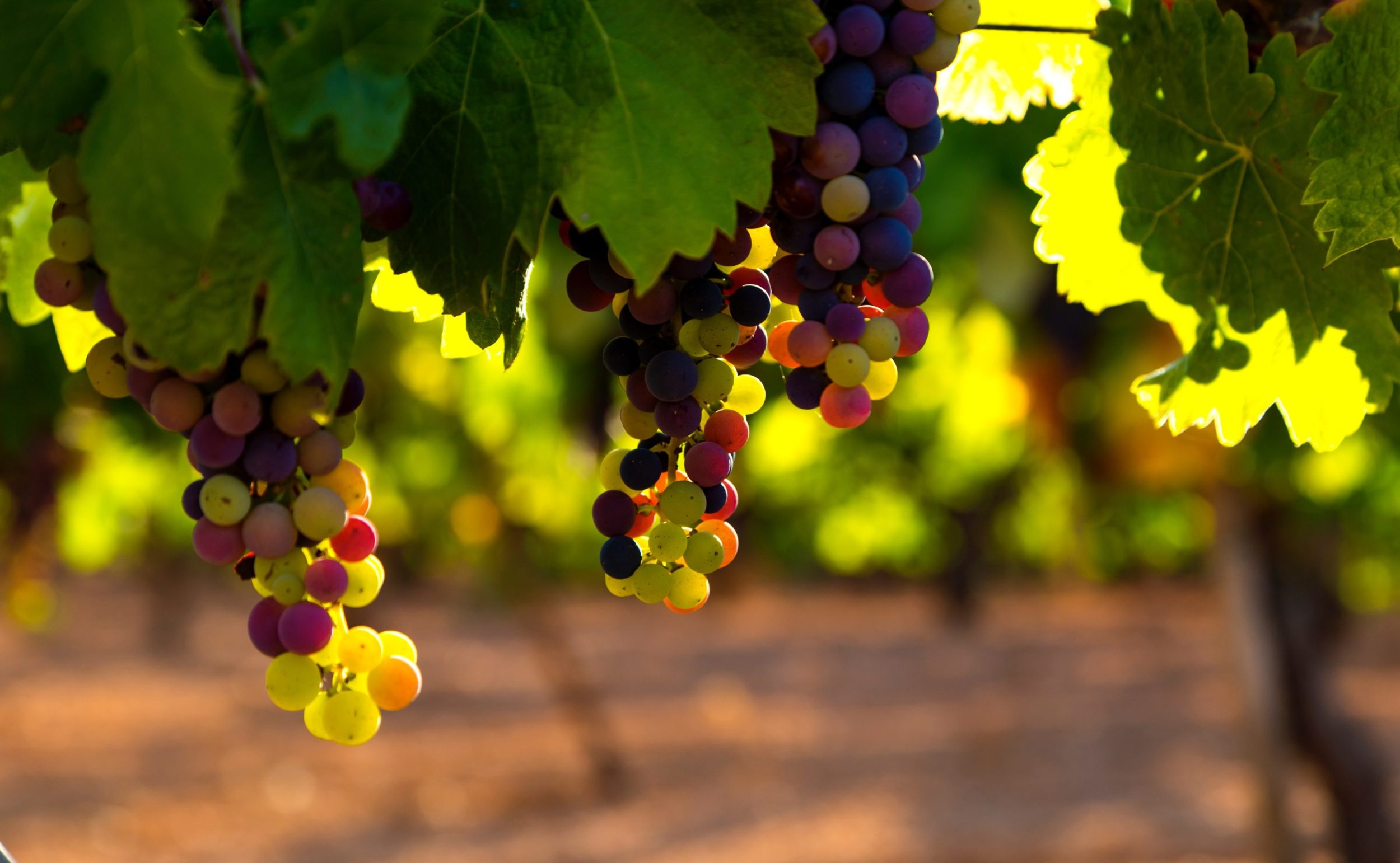 Best vineyards in the Cotswolds