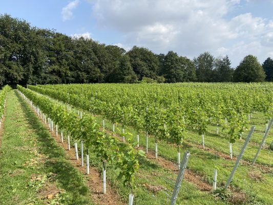 larkhill vineyard