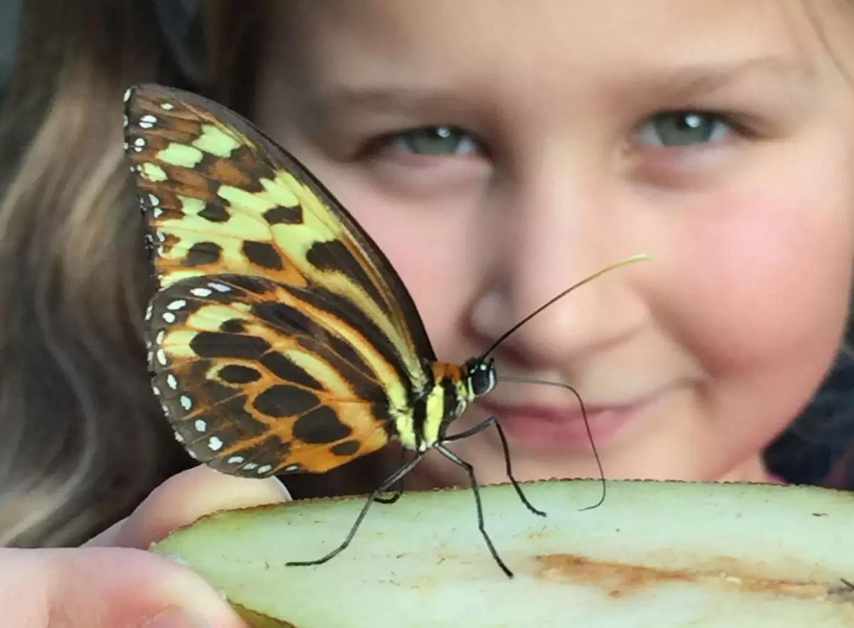 Butterfly Farm