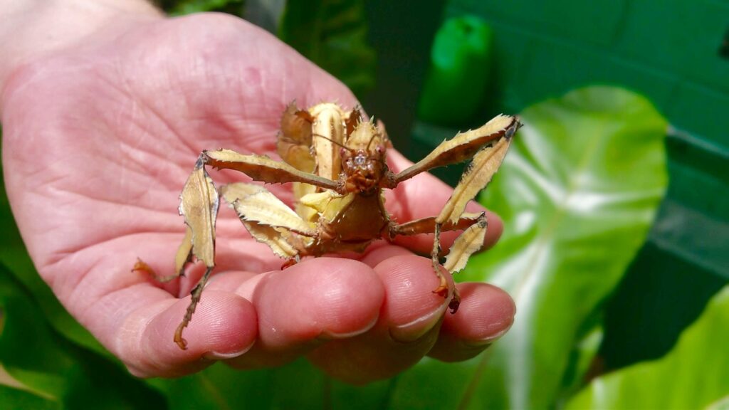 Butterfly Farm
