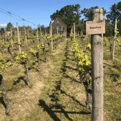 welcombe hills vineyard