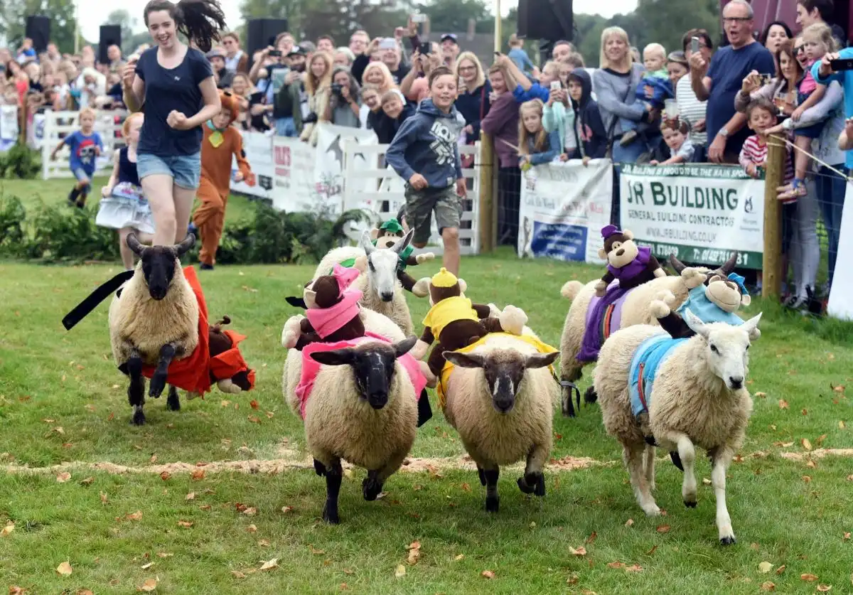 Sheep Racing