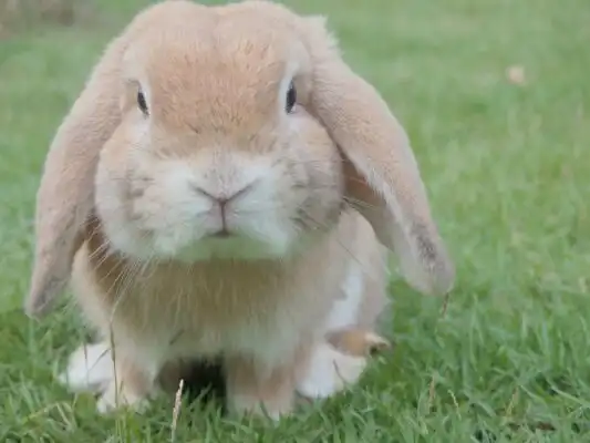 Easter bunny, easter events in the cotswolds
