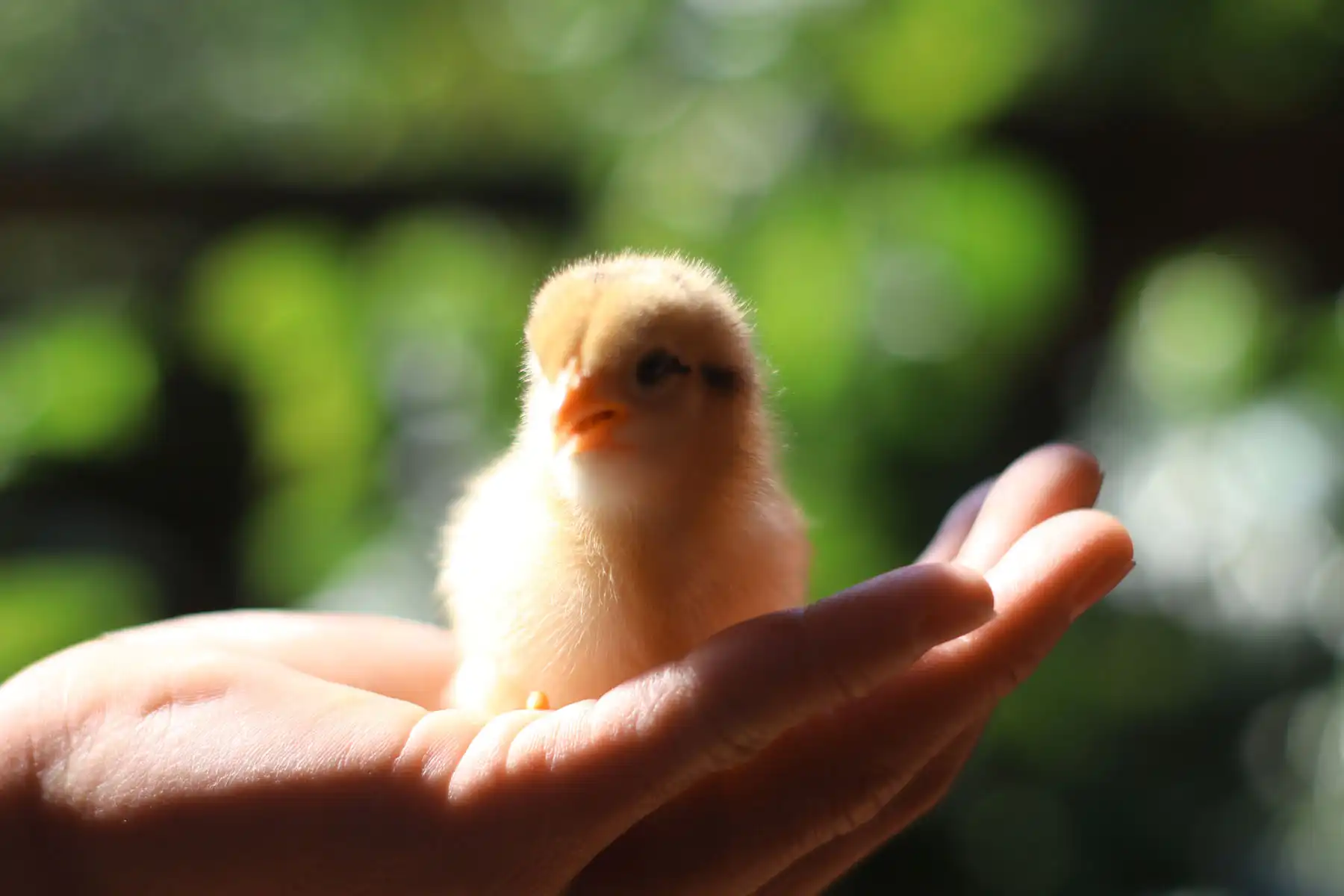 Easter chick