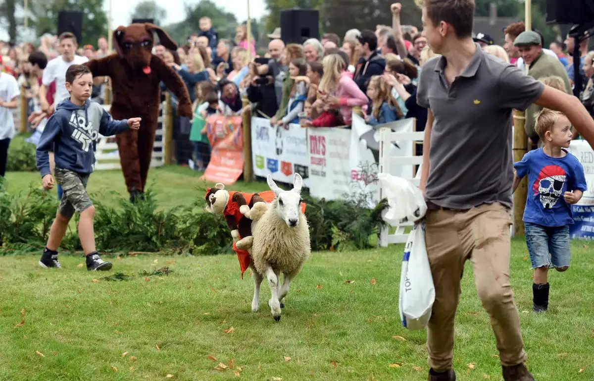 Sheep Racing