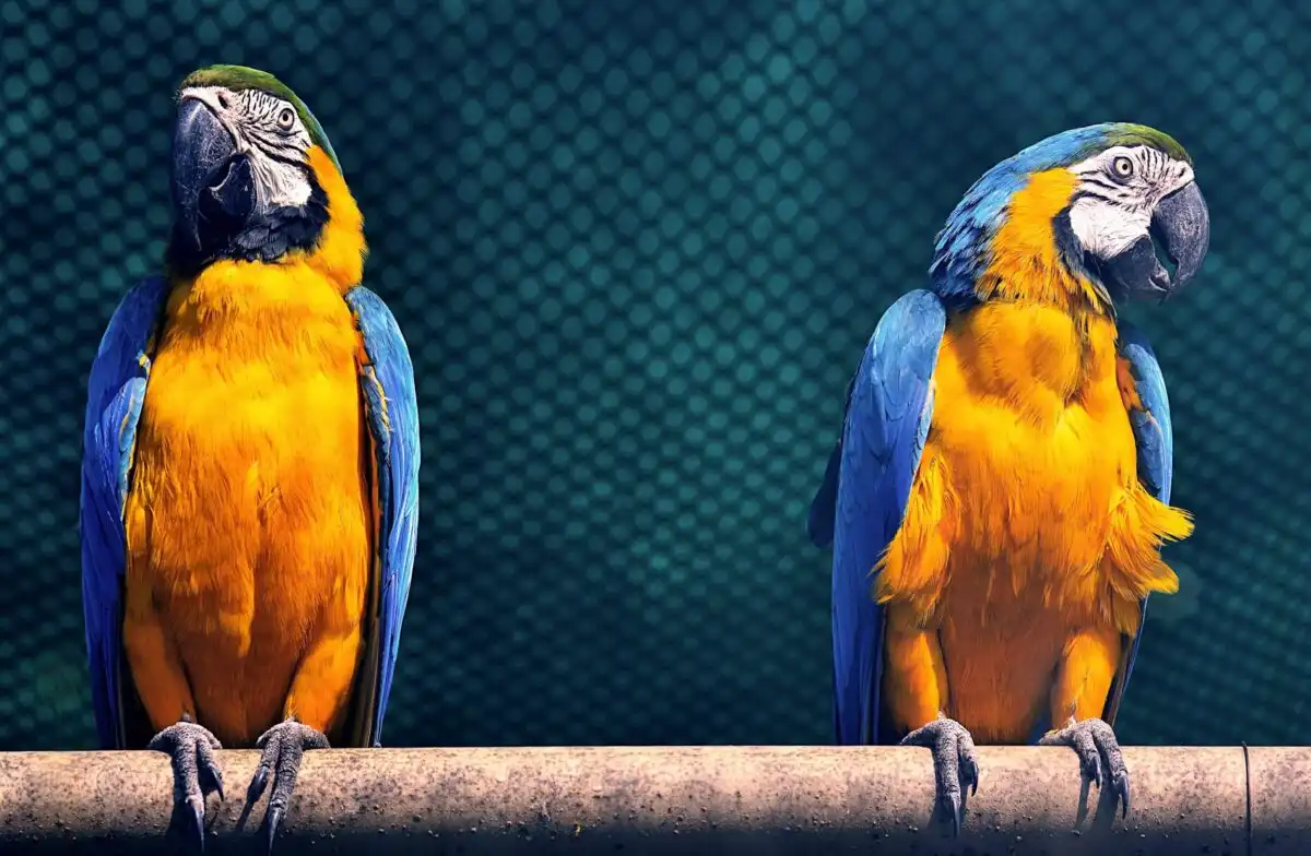 Birdland