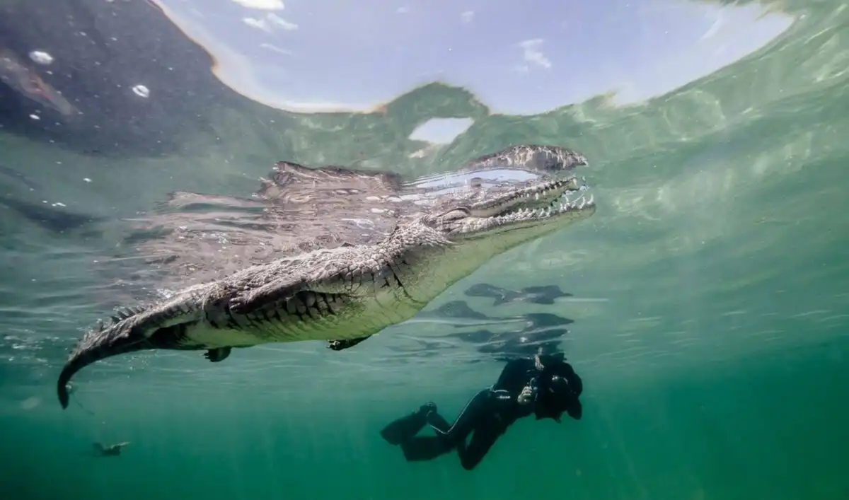 Crocodiles of the World