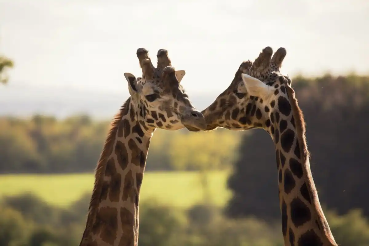 Giraffe, Cotswold Wildlife Park