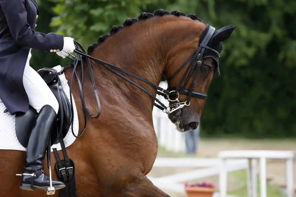 Cotswold Horse Tours