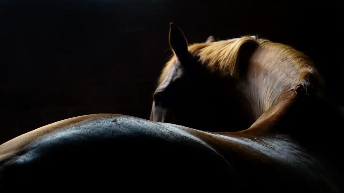 Cotswold Horse Tours