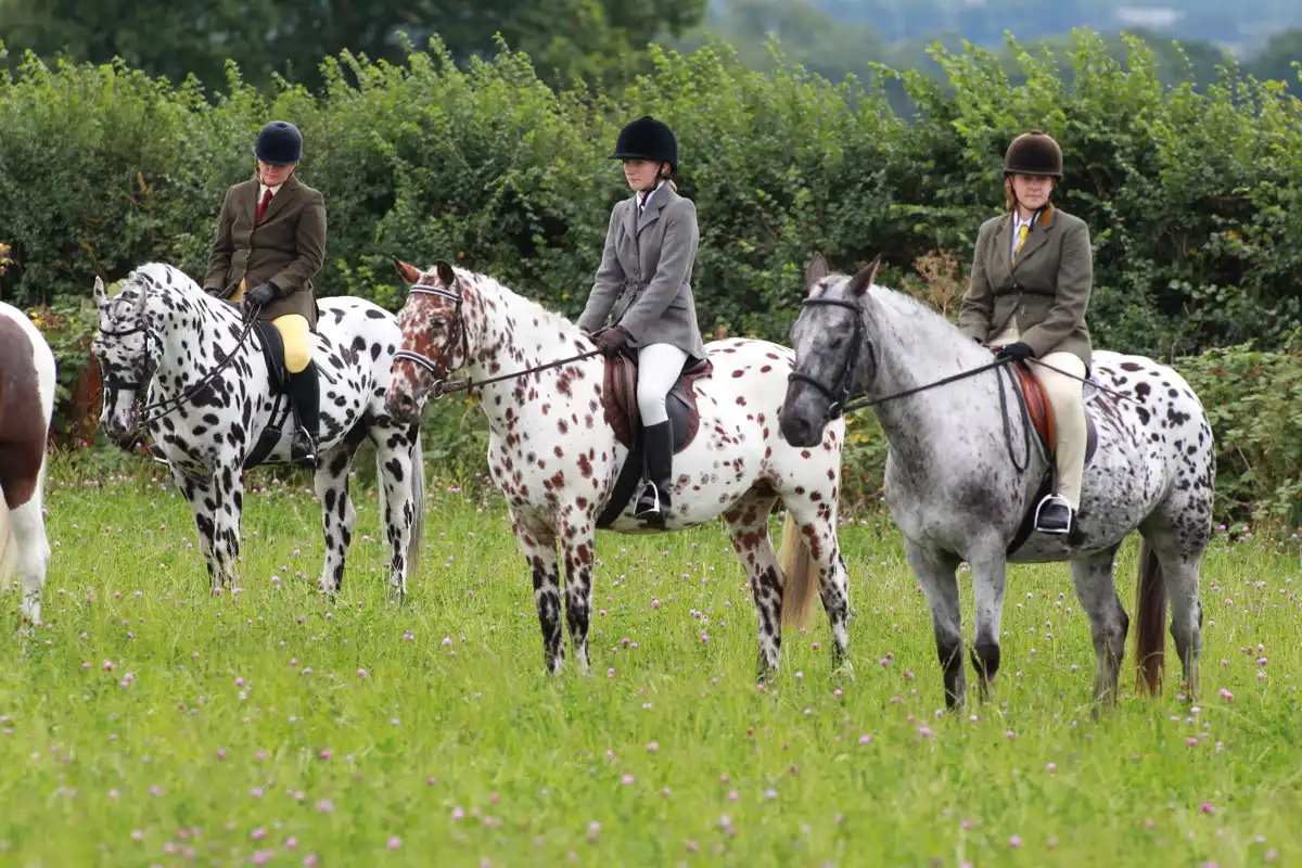 Cotswold Horse Tours