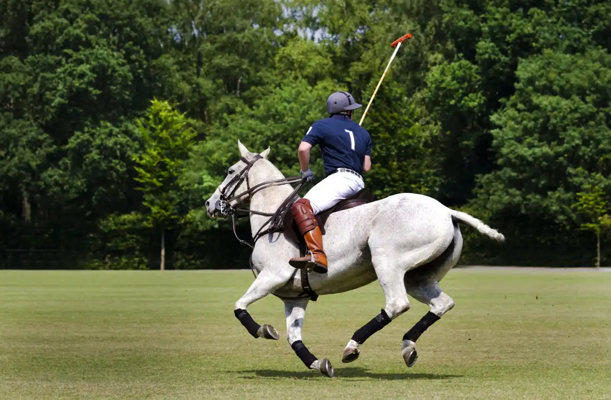 Cotswold Horse Tours