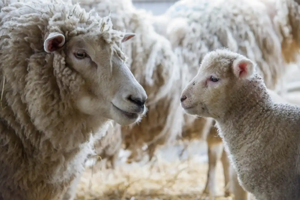 Cotswold Farm Park, Bolthole Retreats