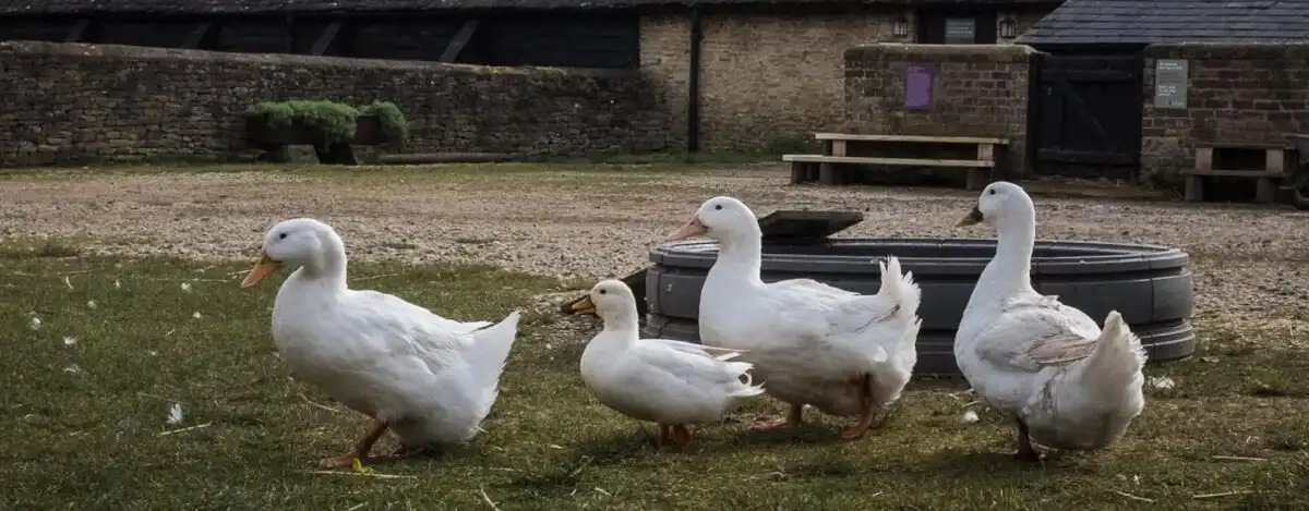 Cogges Manor Farm