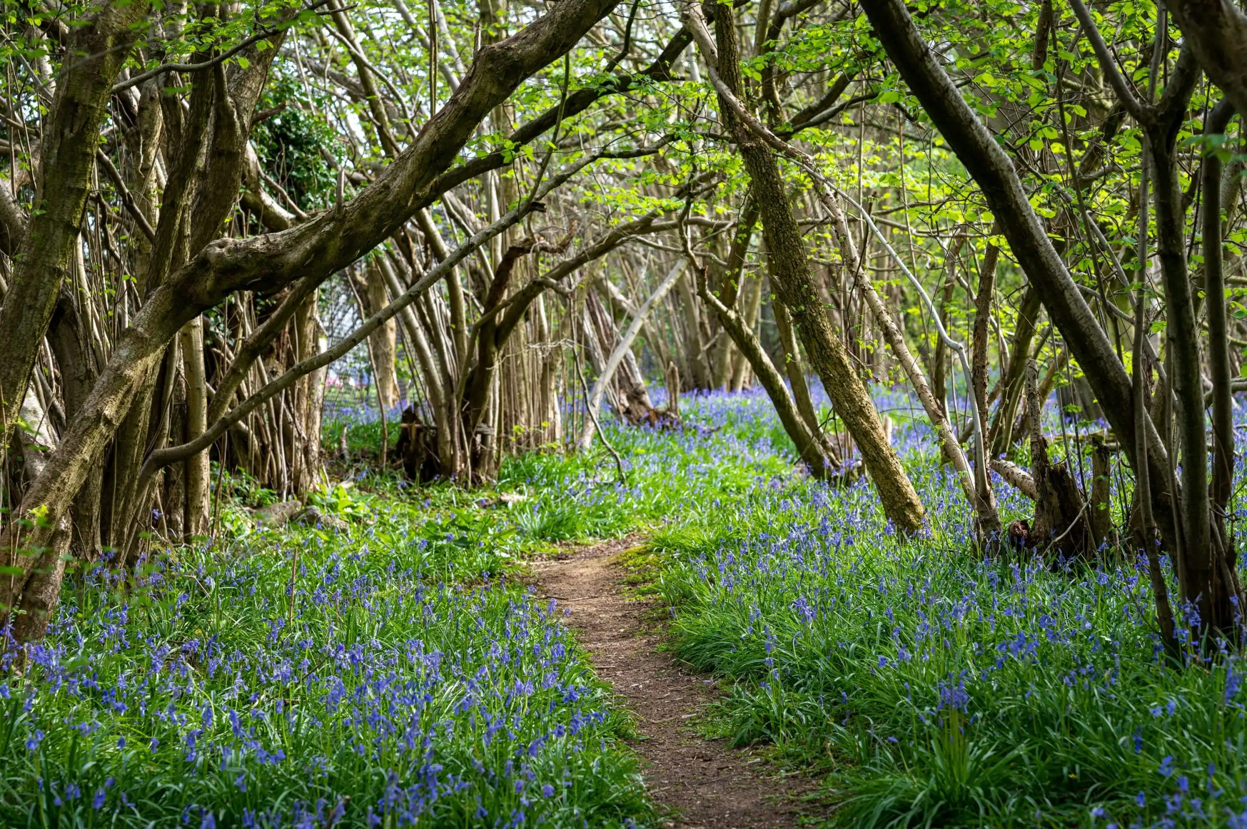 Bluebells