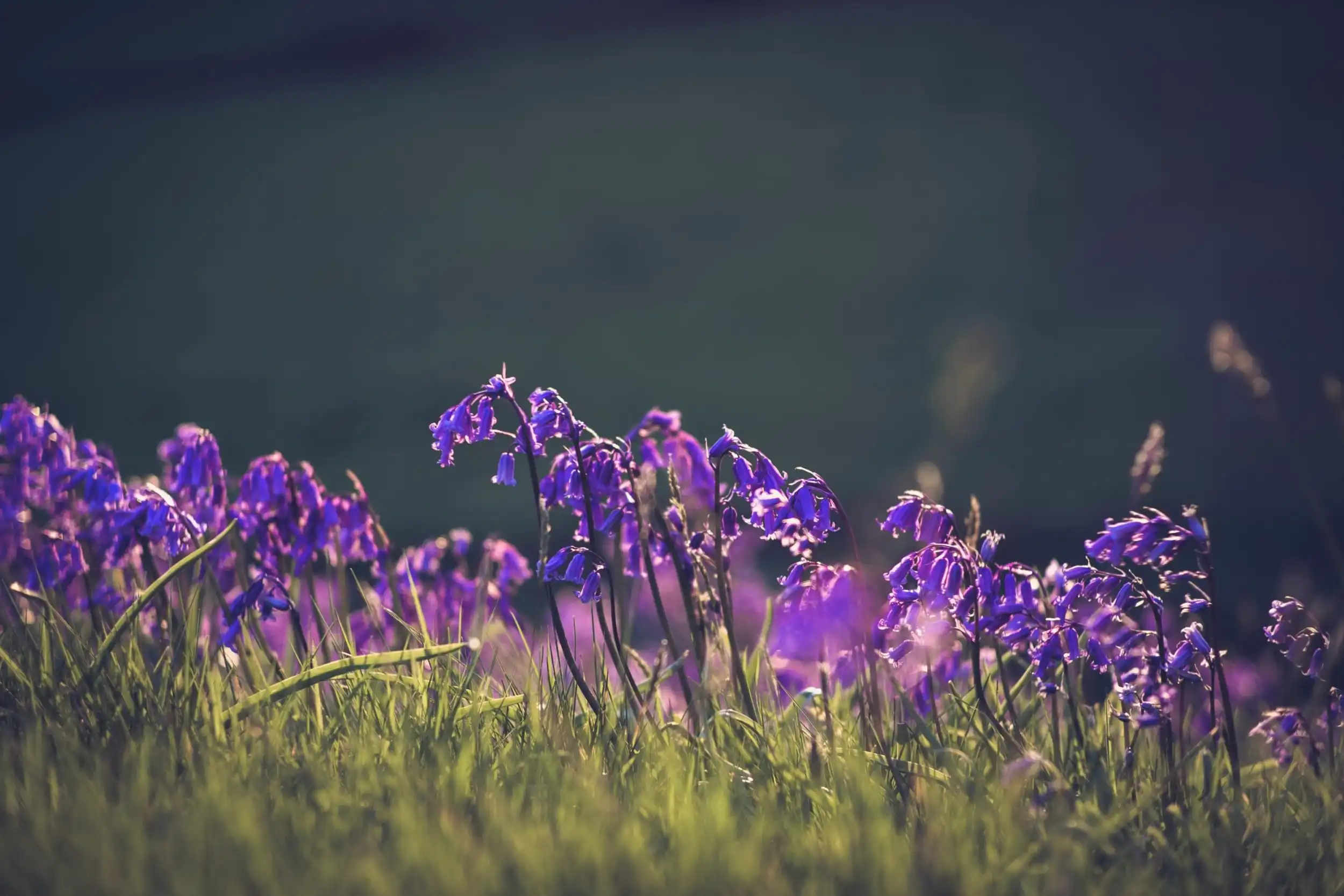 Bluebells