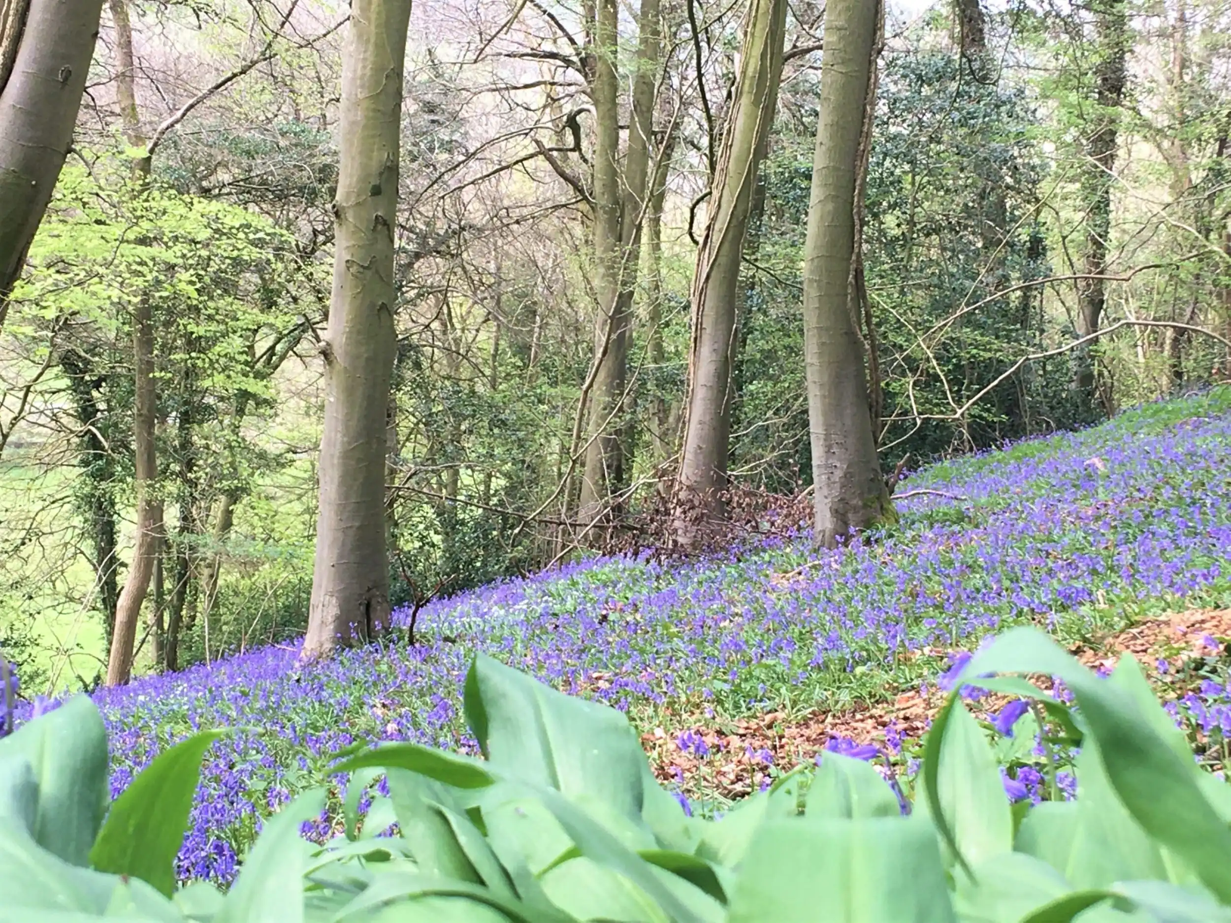 Bluebells