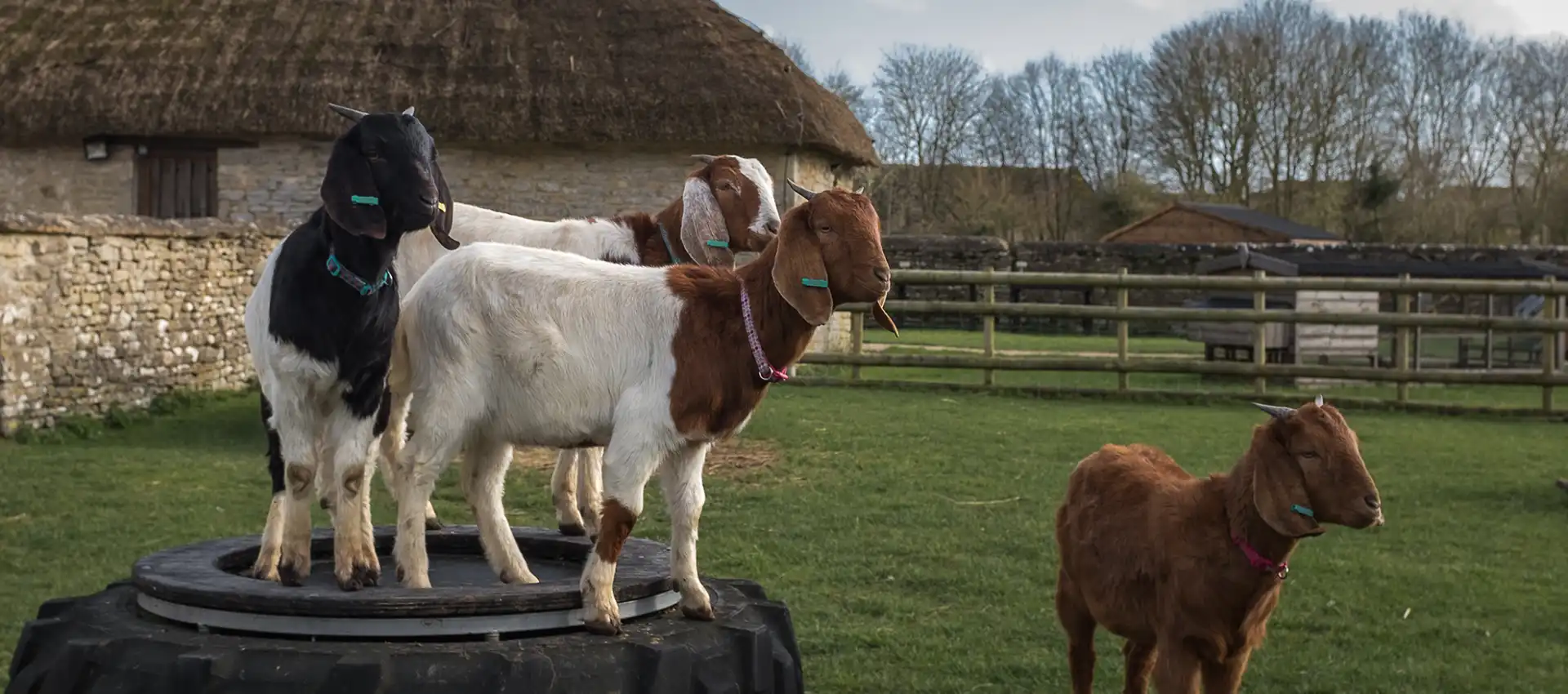 Cogges Manor Farm
