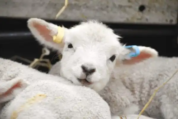 Easter Lambing at Cotswold Farm Park, an easter events in the cotswolds