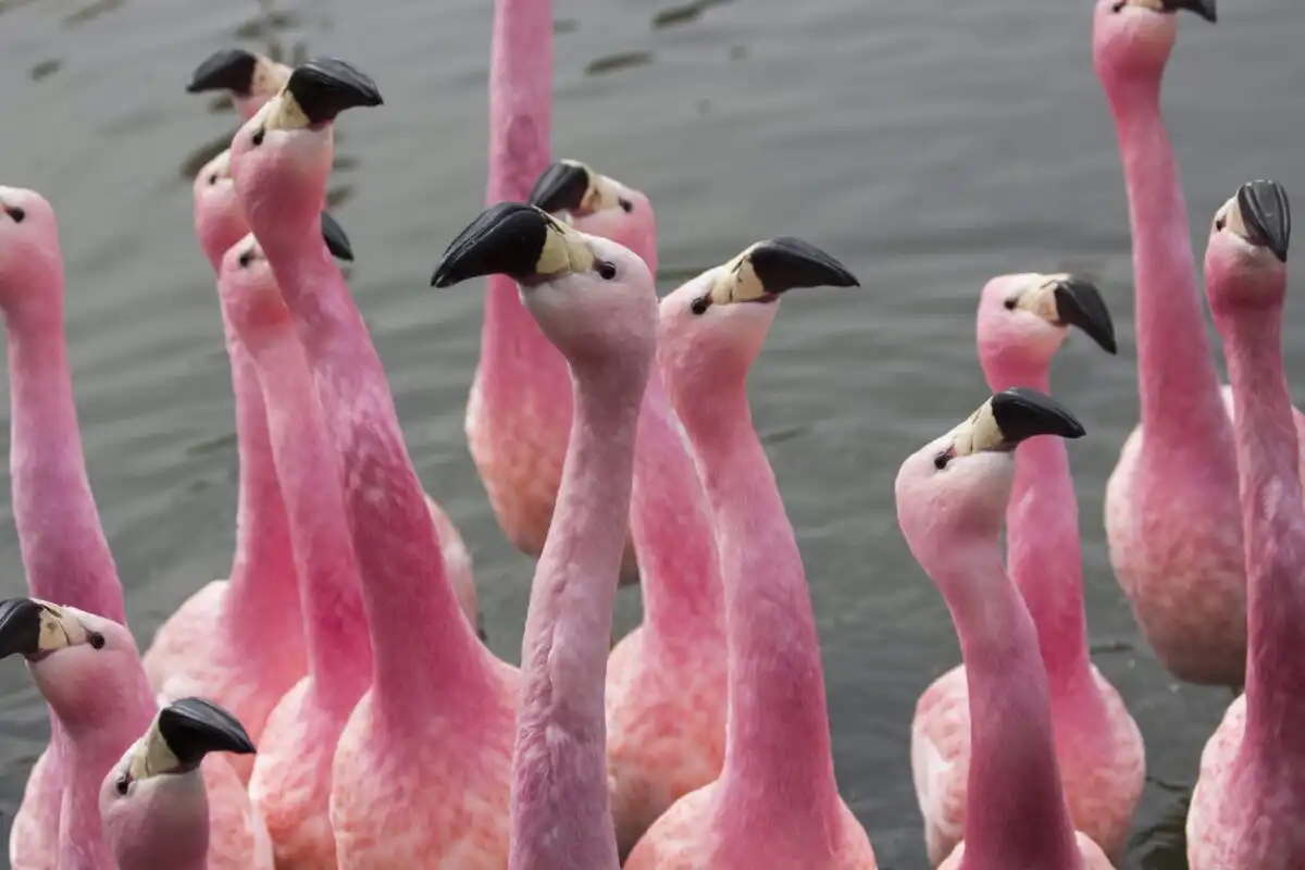 Andean flamingos at Slimbridge Wetland Centre