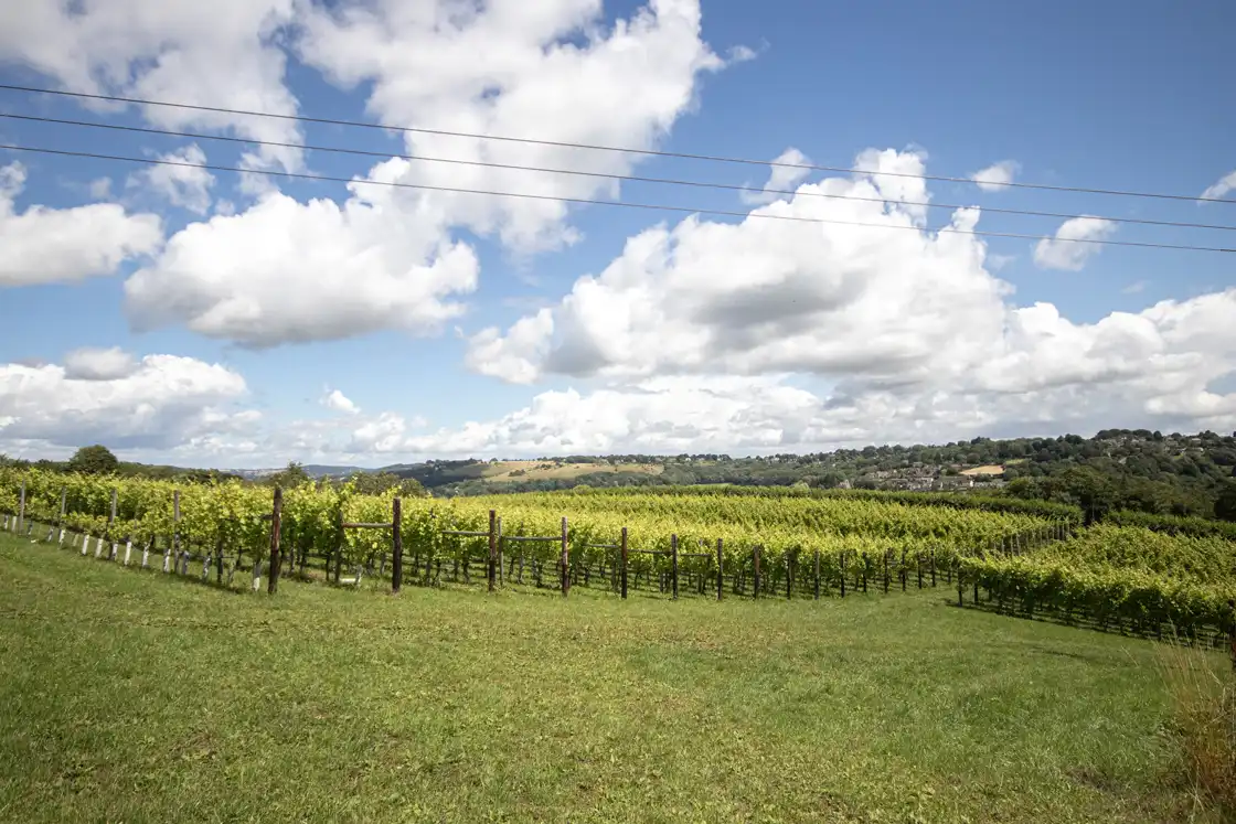 Woodchester Valley Vineyard