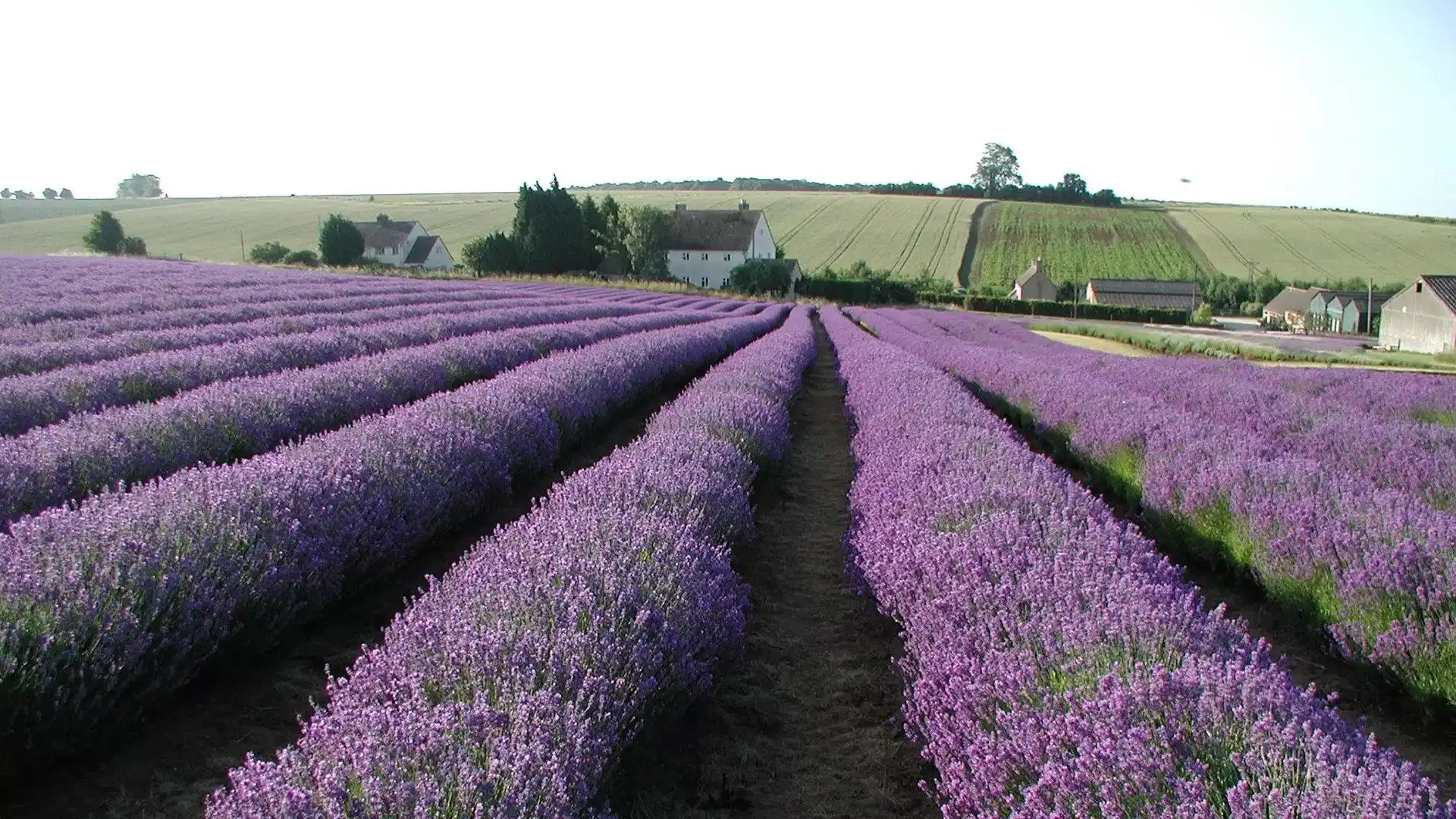 Cotswold Lavender at nearby Broadway, Bolthole Retreats