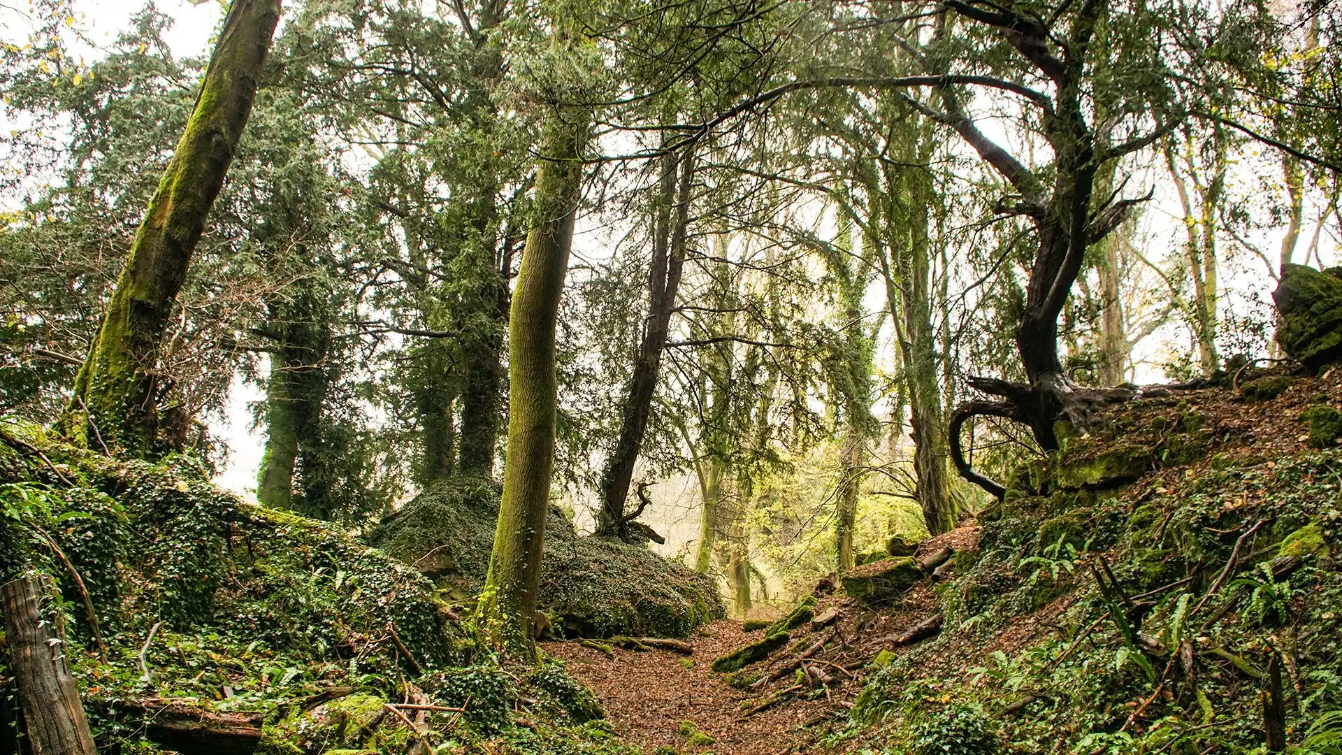 Forest of Dean, Betty, Bolthole Retreats