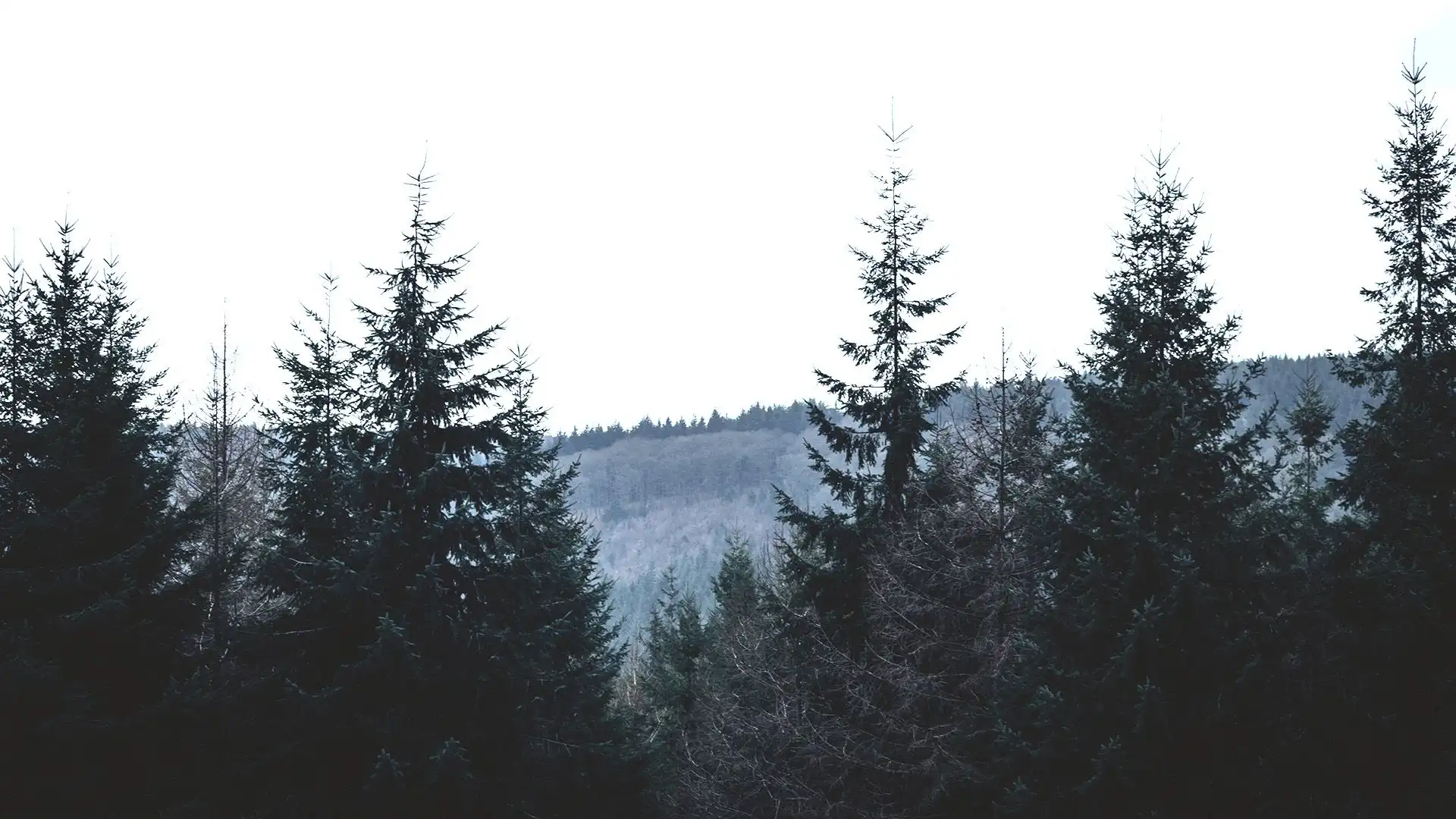 Forest of Dean, Betty, Bolthole Retreats