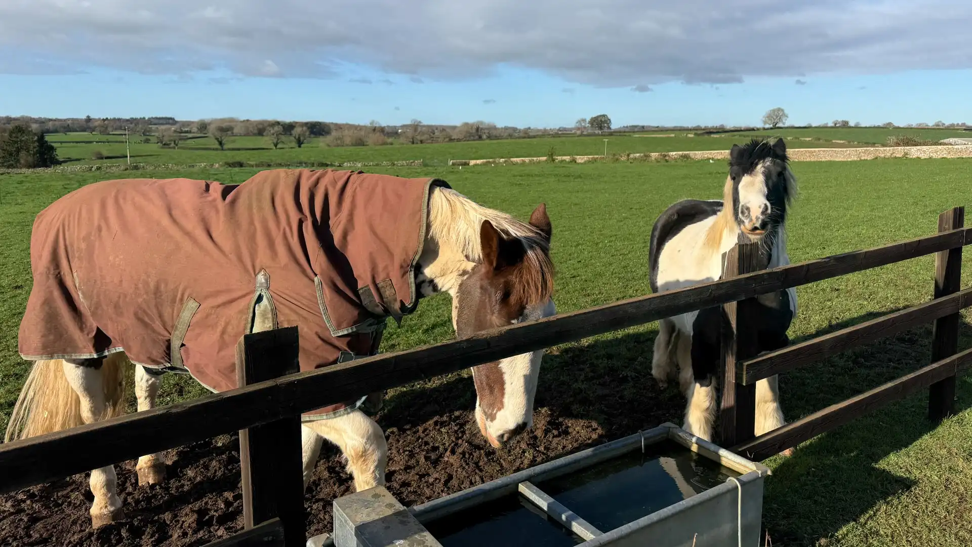 Say hello to the horses in the neighbouring field.