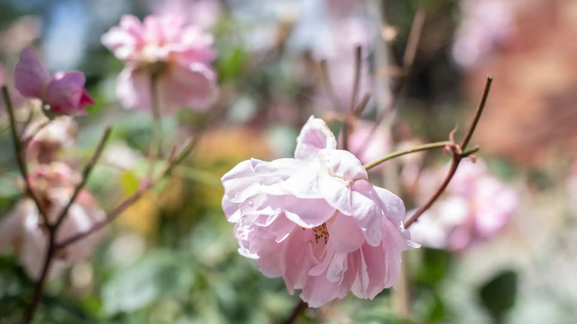 The cottage garden and terrace has beautiful rose and lavender