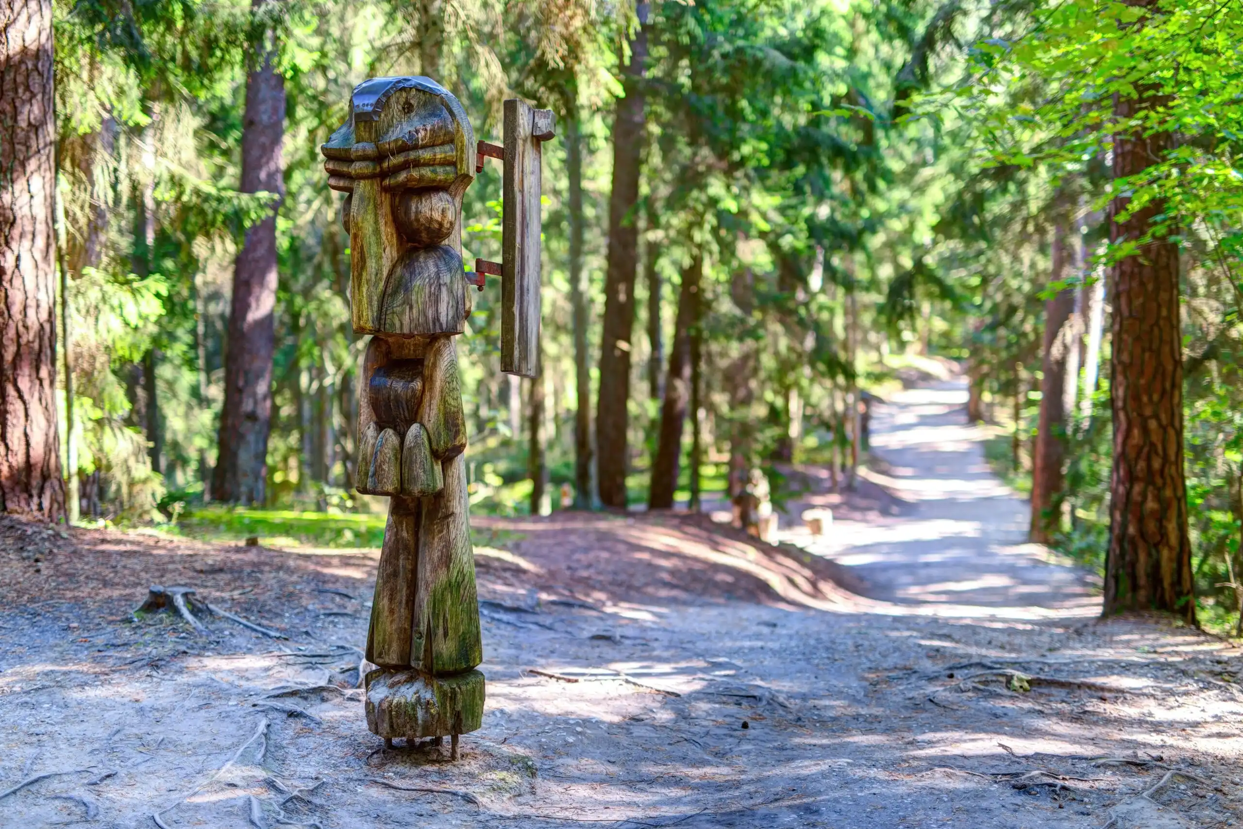 what to do in forest of dean